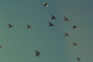 Birds in the sky 1