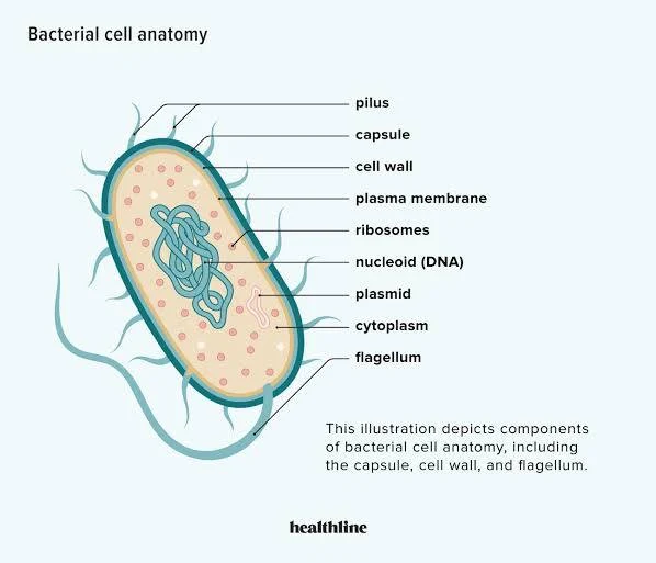 Bacteria Evolution in Sci-Fi CAN Kill You? 1 BACTERIA